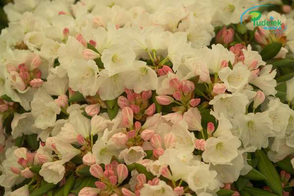 Rhododendron Maiperle